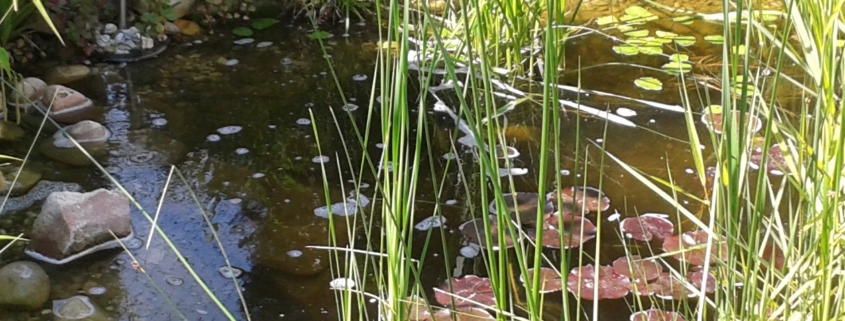 Teich im Garten mit Seerosen